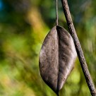 Last Leaf